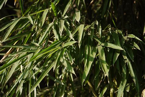 唐竹種植|竹‧助 (bamboo‧help): 居家庭園種植竹子前務必要知道的事